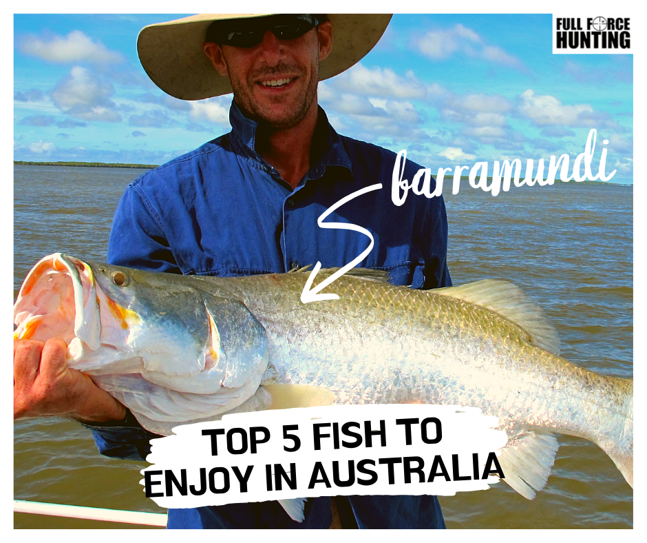Barramundi is a popular eating fish in Australia